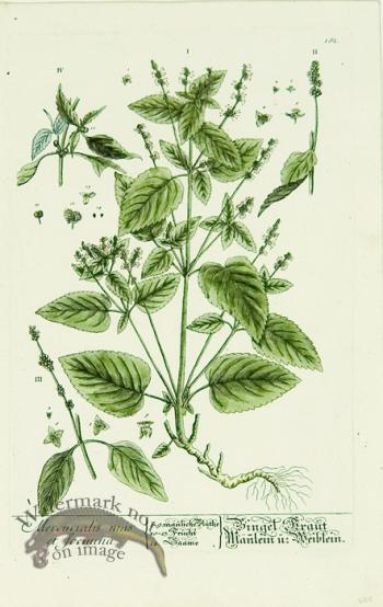 Blackwell German 070